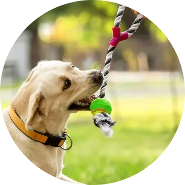 Cotton Rope Pet Dog Toys