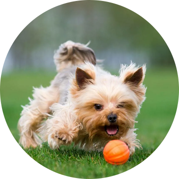 Tennis Pet Dog Toys